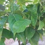 Citrus sinensis Blad