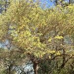 Albizia harveyi Hàbitat