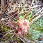 Sanguisorba verrucosa Vaisius