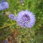 Jasione montana花