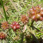 Oenanthe globulosa Fruit