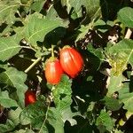 Solanum aethiopicum Плод