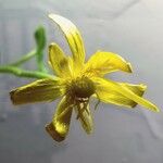 Ranunculus cortusifolius Blodyn