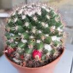 Mammillaria voburnensis Fruit