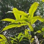 Anisoptera scaphula 葉
