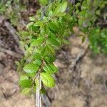 Ulmus parvifolia Лист