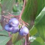 Cornus amomum Frucht