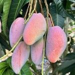 Mangifera indica Ovoce