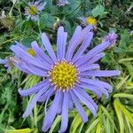 Aster amellus Flower