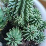 Euphorbia susannae Feuille