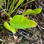 Limonium carolinianum Leaf