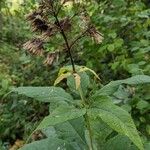 Eutrochium purpureum Fruit