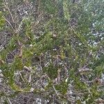 Melaleuca nesophila List