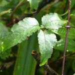 Clematis mauritiana Leaf