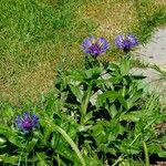 Centaurea triumfettii Habitat