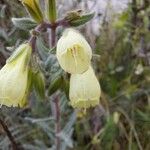 Onosma arenaria Kvet