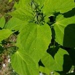 Hibiscus moscheutos Blatt