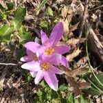 Colchicum alpinum Blomst