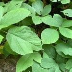 Rubus macrophyllus Blad