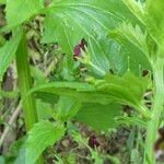 Scrophularia auriculata Leaf