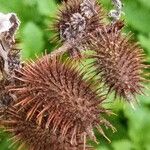 Xanthium strumarium Fruit