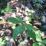 Sanicula canadensis Feuille