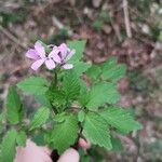 Cardamine chelidonia 葉