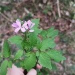 Cardamine chelidonia Foglia