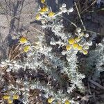 Achillea maritimaCvet