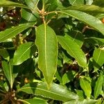 Pittosporum undulatumFolha