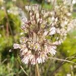 Allium savii Flor