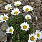 Leucanthemopsis alpina Flower