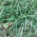 Panicum maximum Hoja