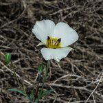 Calochortus bruneaunis Fiore