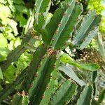 Euphorbia murielii Blad