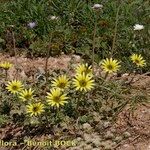 Arctotheca calendula Staniste