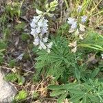 Lupinus argenteus Virág