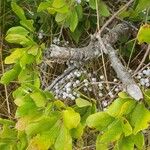 Myrica pensylvanicaFruit