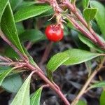 Arctostaphylos uva-ursiFruchs