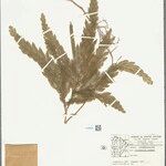Selaginella parkeri Hoja