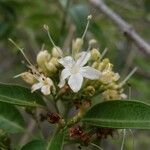 Volkameria heterophylla Floare