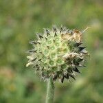 Cephalaria alpina Fruto