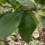 Ficus hispida List