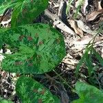 Caladium bicolor पत्ता