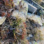 Carex sempervirens Vekstform