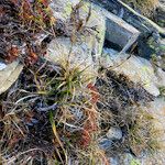 Carex sempervirens Habitat