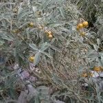 Solanum elaeagnifoliumΦρούτο