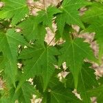 Acer micranthum Folha