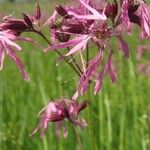 Silene flos-cuculi Flor