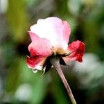 Rosa ferruginea Flower